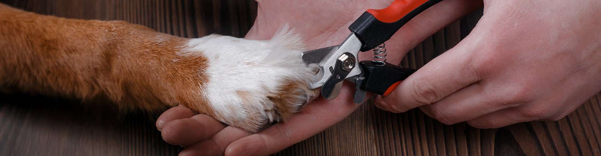 Dog nail trimming clearance services