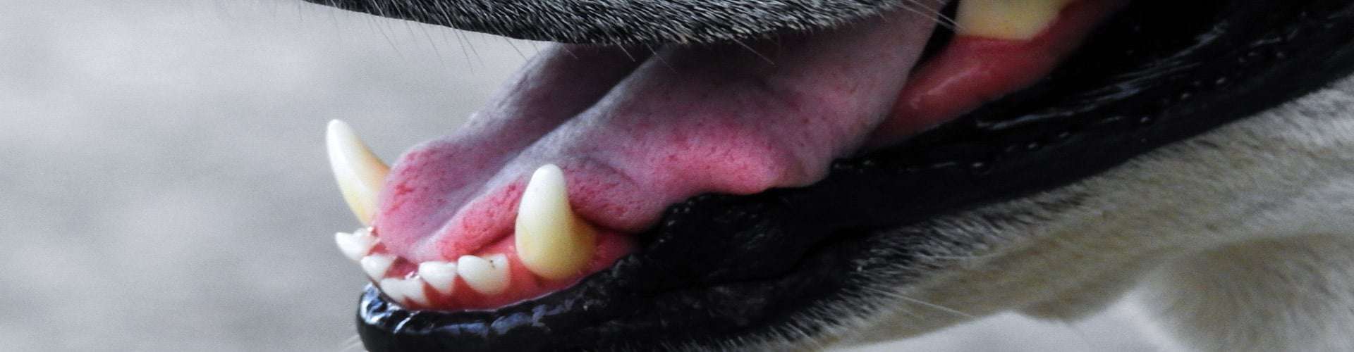 dog teeth brushing geneva, il