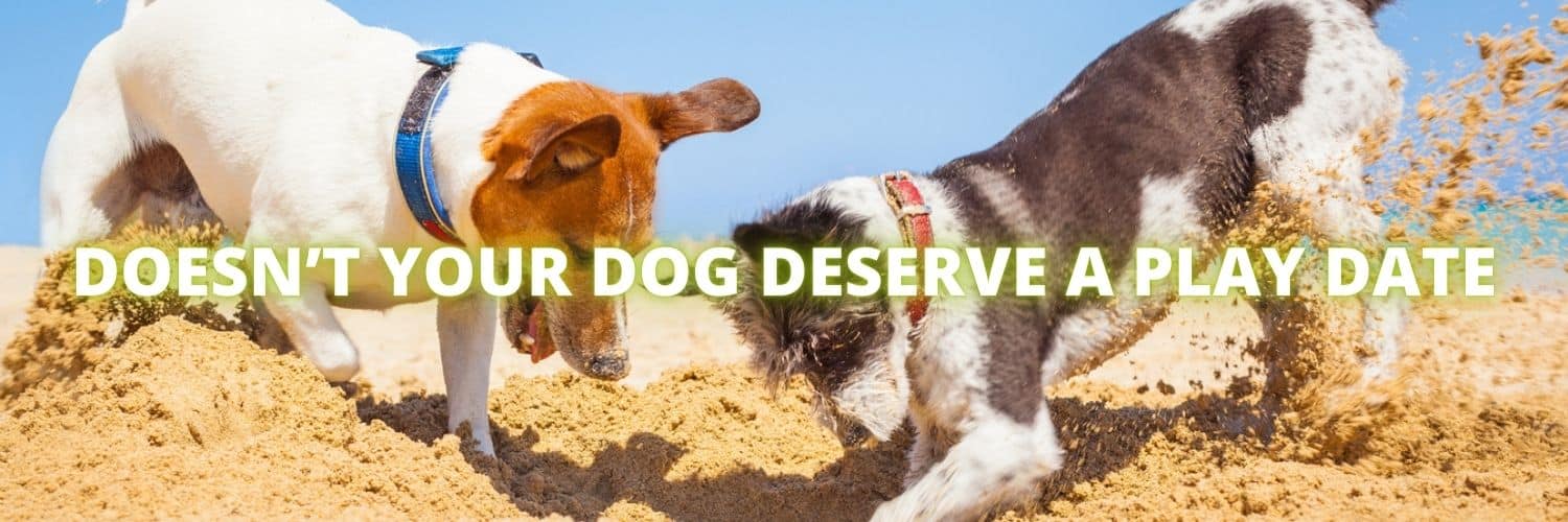 Dog Daycare Geneva IL Woofbeach