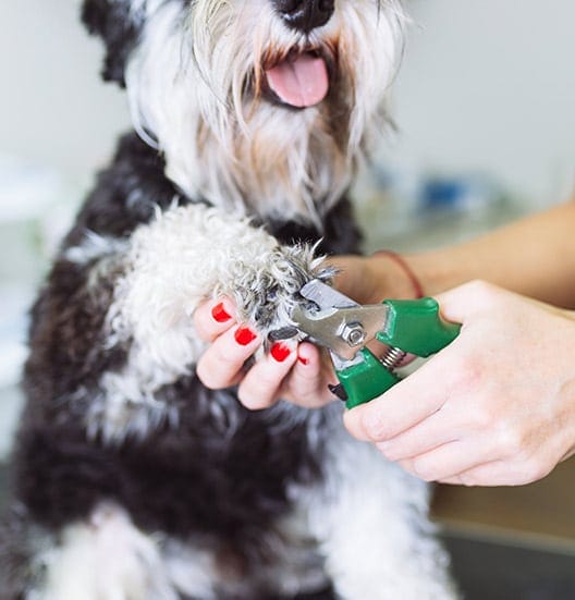 geneva, il dog nail trimming