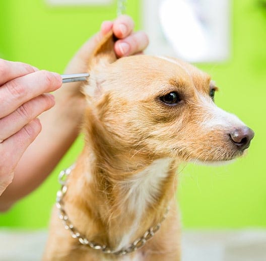 WoofBeach palms dog ear cleaning geneva, il